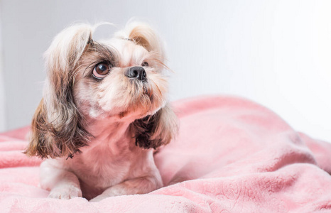 犬科动物 粉红色 有趣的 美丽的 毛皮 特写镜头 动物 小狗