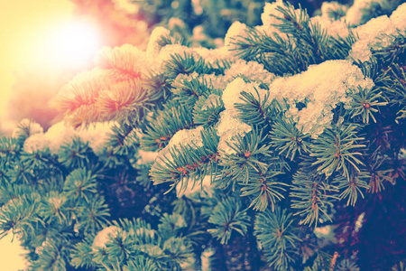  Frozen winter forest with snow covered trees.