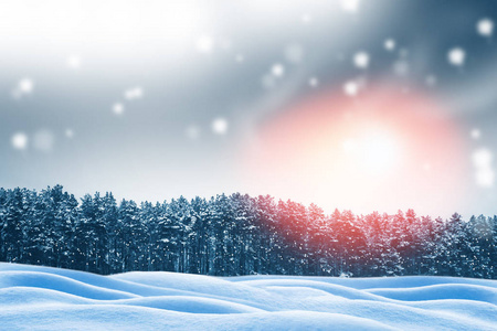  Frozen winter forest with snow covered trees.