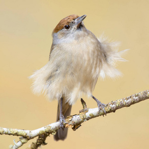 乌贼Sylvia atricapilla，羽毛随风飘扬