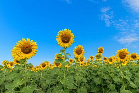 Beautiful sunflower  field on summer with blue sky 