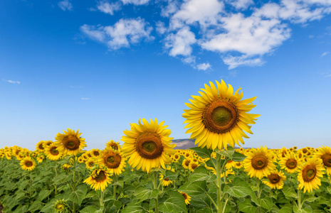 Beautiful sunflower  field on summer with blue sky 