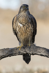 年轻的苍鹰,鹰嘴鹰,栖息在森林的一根树枝上.西班牙照片