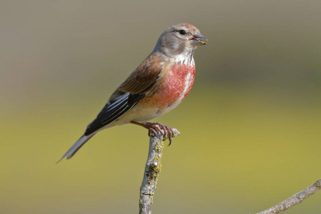 普通红雀,单性雄照片