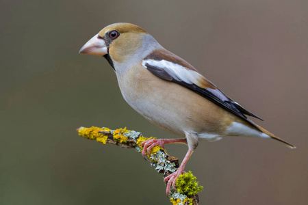 Hawfinch Coccothraustes coccothraustes perched on a branch in 