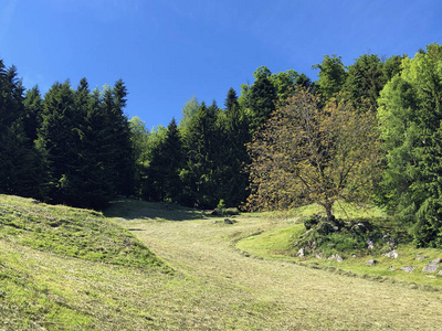 旅行 环境 木材 春天 生态 树干 松木 植物 生态学 公园