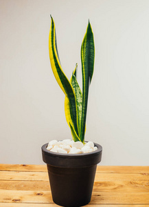 特写镜头 郁郁葱葱 植物学 桌子 植物 室内植物 自然 生长