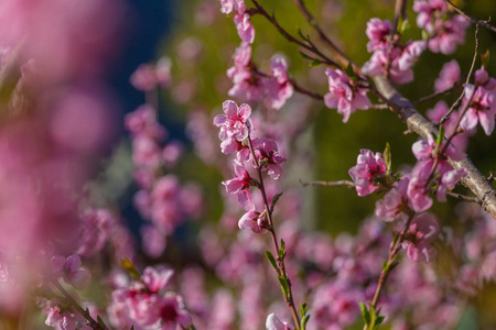 小桃花枝特写