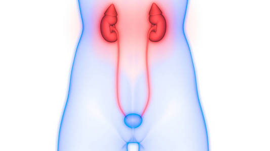 医学 骨架 癌症 肾病学 膀胱 尿道 轮廓 科学 器官 疼痛