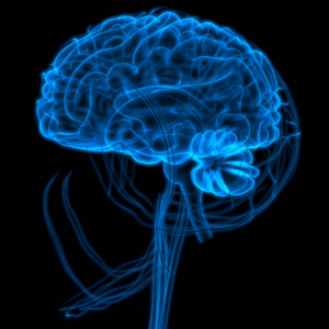 系统 神经 生物学 智力 健康 医学 信息图表 皮层 器官