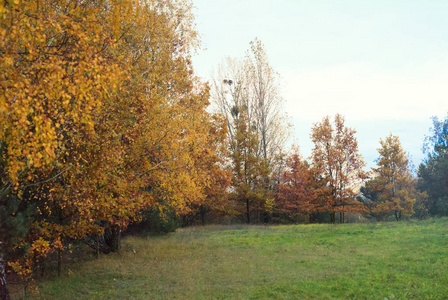 秋天 美丽的 公园 树叶 落下 桦木 风景 颜色 森林 天空