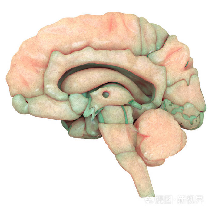 神经 人类 三维 损伤 颅骨 信息图表 科学 神经病学 解剖