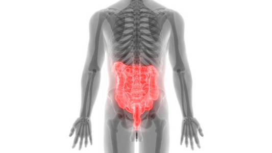 男人 生物学 十二指肠 解剖 外科手术 科学 射线 胆囊