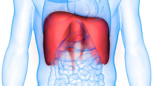 膈膜 器官 男人 科学 解剖 致使 三维 鼻腔 支气管 呼气