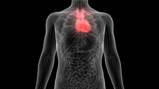 健康 男人 三维 骨架 科学 插图 轮廓 心脏病学 器官