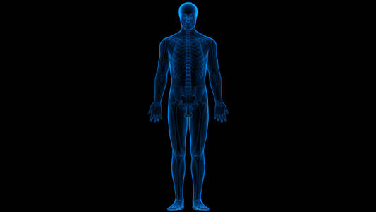 肩胛骨 软骨 脊柱 伤害 运动 照顾 身体 科学 髌骨 健康