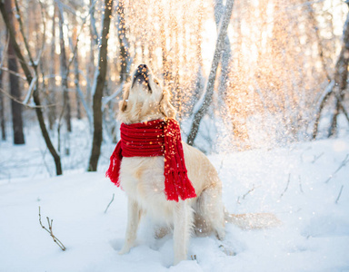 小金毛猎犬与雪嬉戏的画像