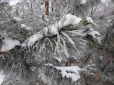 自然 美女 十二月 松木 冬天