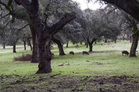 在由科克橡树和霍尔姆橡树组成的安达卢西亚牧场上，伊比利亚猪在11月至2月的蒙太拉月中自由地吃草和吃橡子
