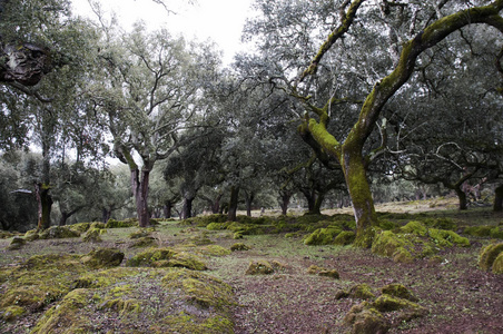Dehesa is a particular type of forest that by the hand of man 