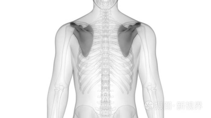 骨架 信息图表 骨科 骨质疏松症 骨骼 男人 人类 臀部