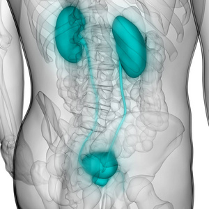 医学 信息图表 人类 科学 成人 疼痛 膀胱 身体 插图