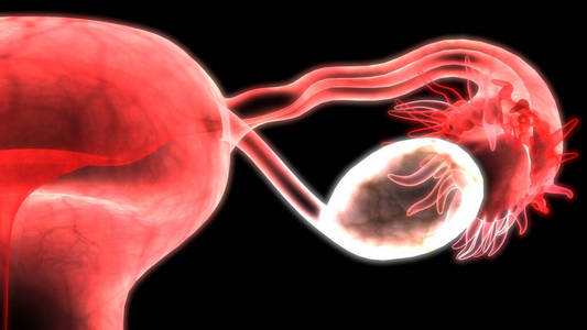 科学 妇科学 医学 排卵 卵巢 绘画 繁殖 女人 解剖 解剖学