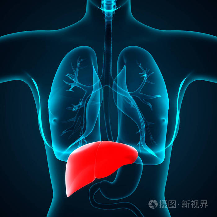 肝病学 信息图表 肝硬化 人类 照顾 插图 胆囊 癌症 肝炎