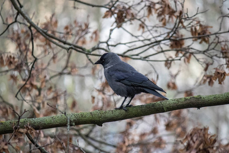深秋，一只美丽的乌鸦坐在没有叶子的树枝上。