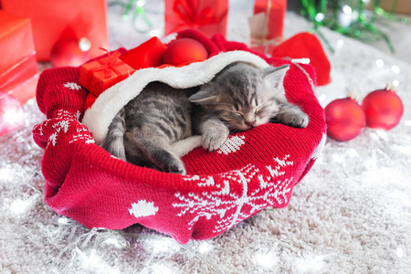 睡觉的圣诞小猫。漂亮的小花斑猫睡猫咪，小猫在圣诞树下的圣诞树下的礼物。舒适的度假之家。动物，宠物，猫新年快乐。