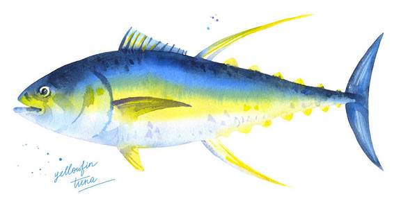 黄鳍金枪鱼水彩插图
