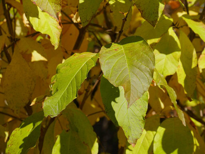 风景 十一月 植物区系 秋天 木材 美女 阿肯色州 森林