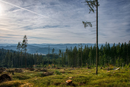 山中森林被砍伐的一部分图片
