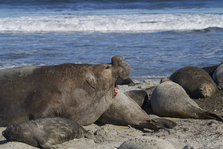 休息 南方 福克兰 鼻子 哈雷姆 大西洋 哺乳动物 季节