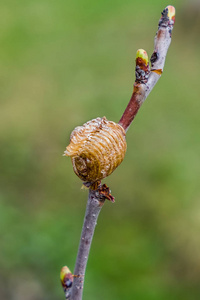 螳螂蛋螳螂在树枝上结茧,早春.照片