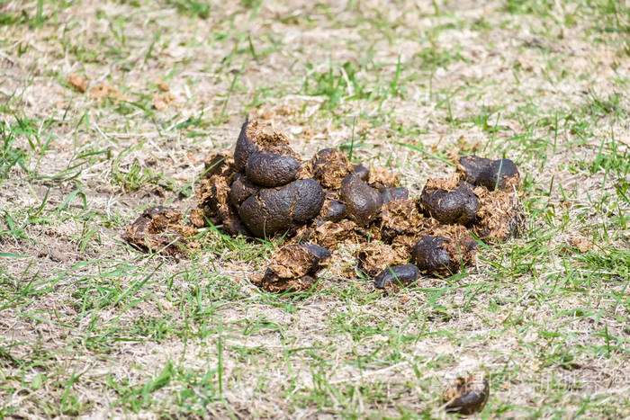马粪在草地上