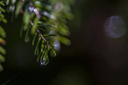 雨滴中的树枝