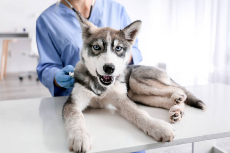 兽医在诊所检查可爱的哈士奇小狗