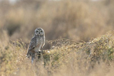 飞行由广泛舒展的翼短耳的猫头鹰短耳猫头鹰栖息一只短耳朵的猫头