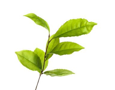 一种茶树，叶鲜绿，叶白色