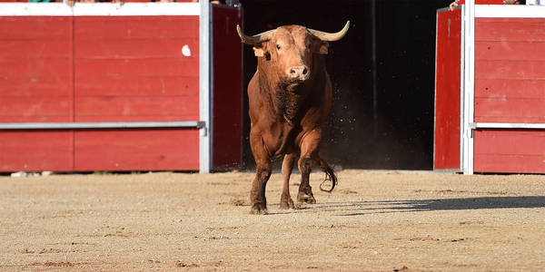 激烈的 西班牙 公牛 勇敢 动物 曼玛 愤怒的 风险 奶牛