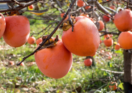 秋天西班牙树上的柿子果实花园.关门向上.照片