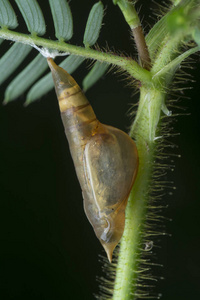 转型 自然 动物 变形 西达 幼虫 飞蛾 手指 成熟 蝴蝶