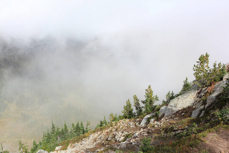 云雾中的山坡，雷尼尔山，华盛顿，美国