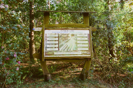 森林里的信息板。复制空间。夏季时间