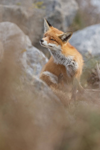捕食者 野兽 哺乳动物 春天 猎人 狐狸 特写镜头 野生动物