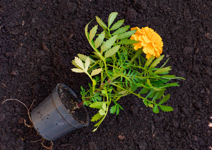 万寿菊植物在花盆里万寿菊在花盆里.以土壤为背景.