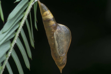 动物 害虫 飞蛾 生物 网状物 蠕虫 动物群 鳞翅目 生长