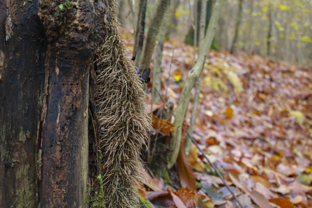 分支 苔藓 自然 秋天 阴影 蘑菇 森林 季节 颜色 风景