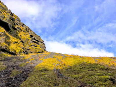 冰岛草覆盖的火山岩图片